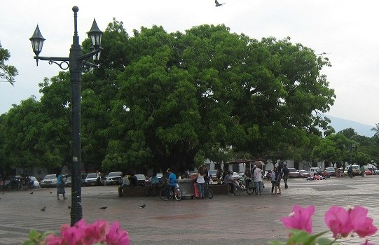 palodemango2012